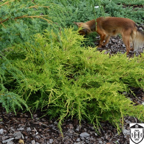 Juniperus x pfitzeriana 'Gold Star' - Pfitzeri kadakas 'Gold Star' C1/1L